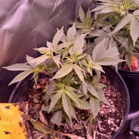 Sugar Bomb Punch® growlog timeline photo