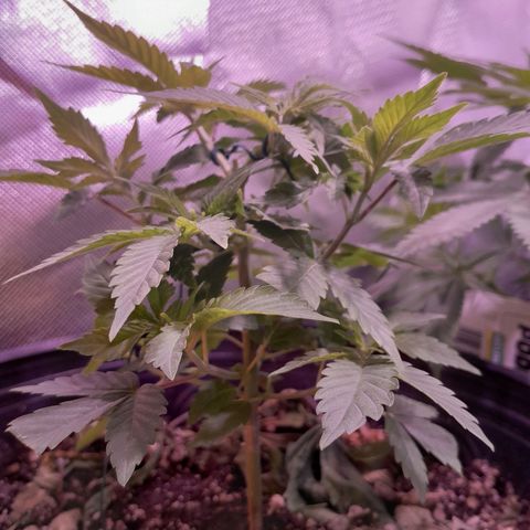 Sugar Bomb Punch® growlog timeline photo