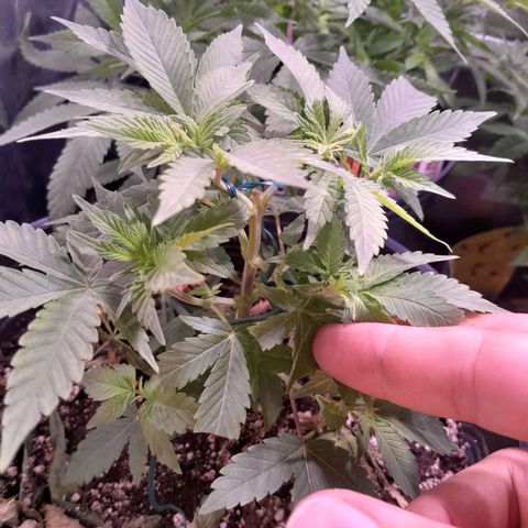 Sugar Bomb Punch® growlog timeline photo