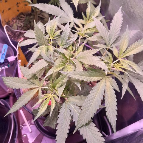 Amnésia Haze Fotoperiodo growlog timeline photo