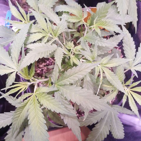 Amnésia Haze Fotoperiodo growlog timeline photo