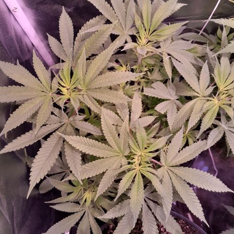 HulkBerry Fotoperíodo growlog timeline photo