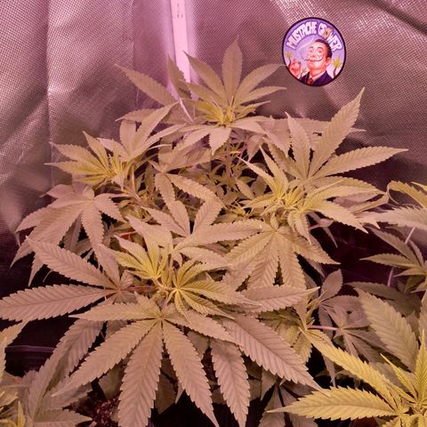 HulkBerry Fotoperíodo growlog timeline photo