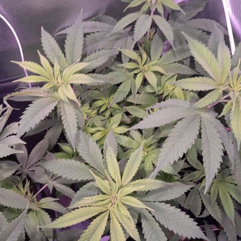 Blue Moby Fotoperíodo growlog timeline photo