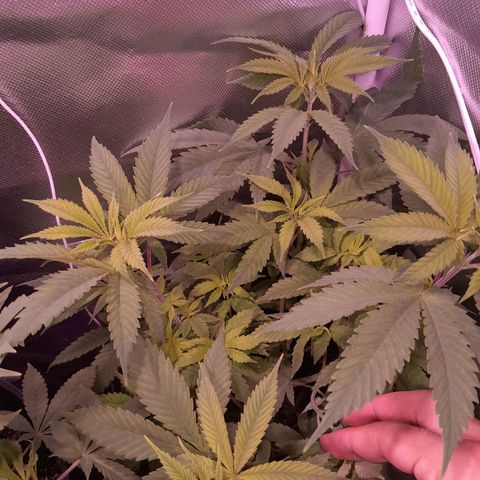 Blue Moby Fotoperíodo growlog timeline photo