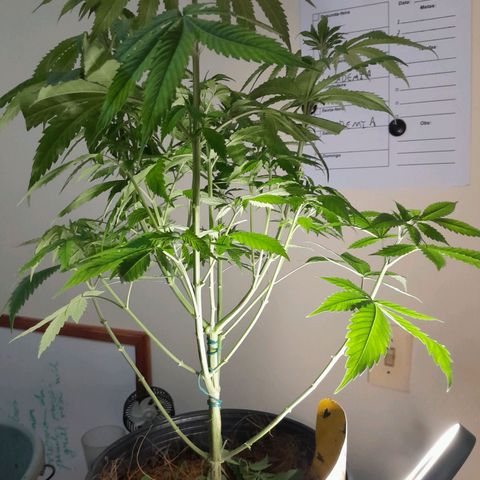 Blue Moby Fotoperíodo growlog photo: Uma limpeza na canela e agora vi os primeiros pestilos