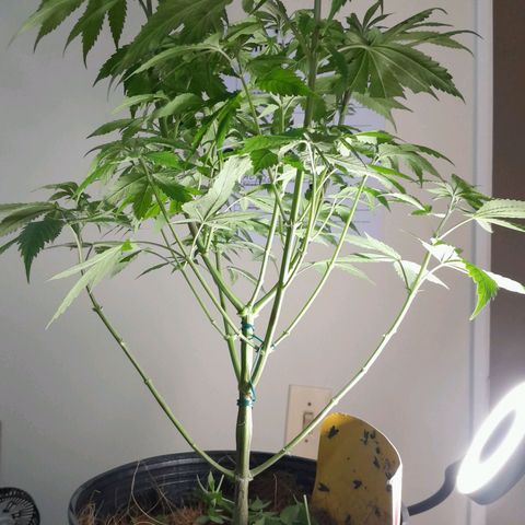 Blue Moby Fotoperíodo growlog photo: Uma limpeza na canela e agora vi os primeiros pestilos