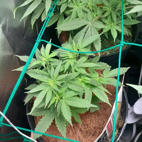 Sugar Bomb Punch® growlog timeline photo