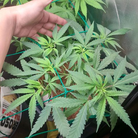 Amnésia Haze Fotoperiodo growlog timeline photo
