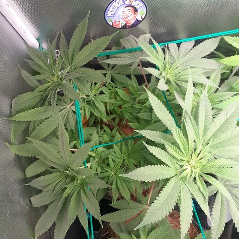 HulkBerry Fotoperíodo growlog timeline photo