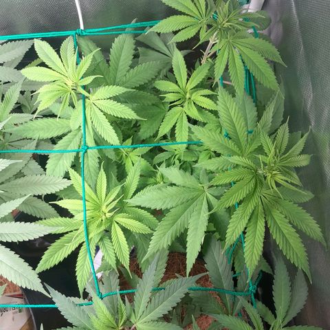 HulkBerry Fotoperíodo growlog photo: Adição da tela scrog