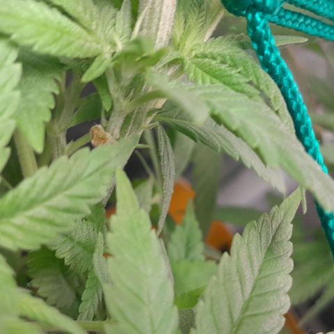 HulkBerry Fotoperíodo growlog timeline photo