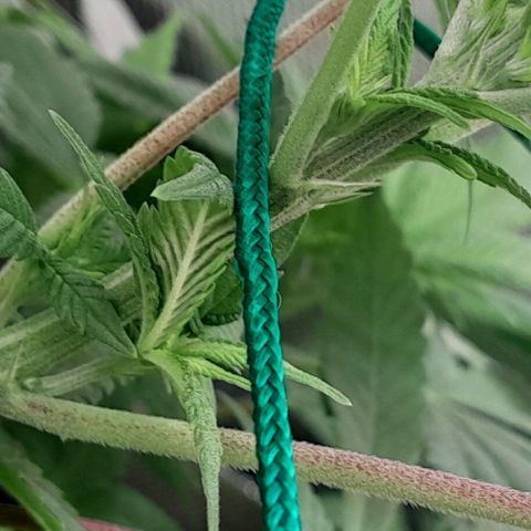 HulkBerry Fotoperíodo growlog photo: Primeiros pestilos