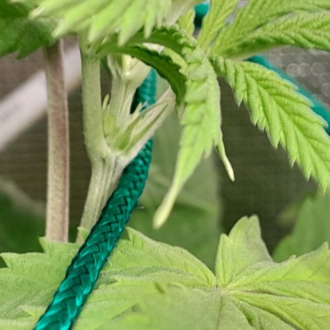 Blue Moby Fotoperíodo growlog photo: Primeiros pestilos