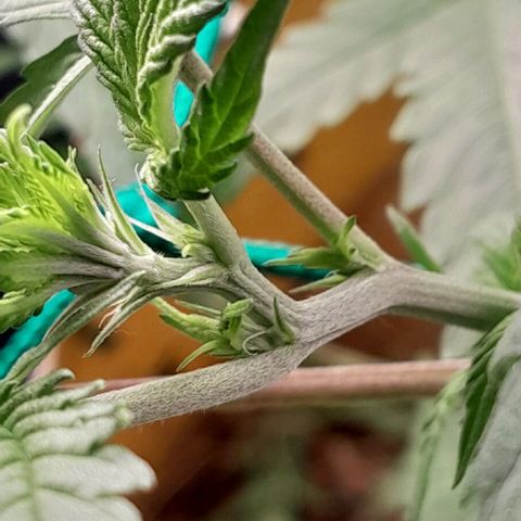 Amnésia Haze Fotoperiodo growlog photo: Pestilos já em desenvolvimento