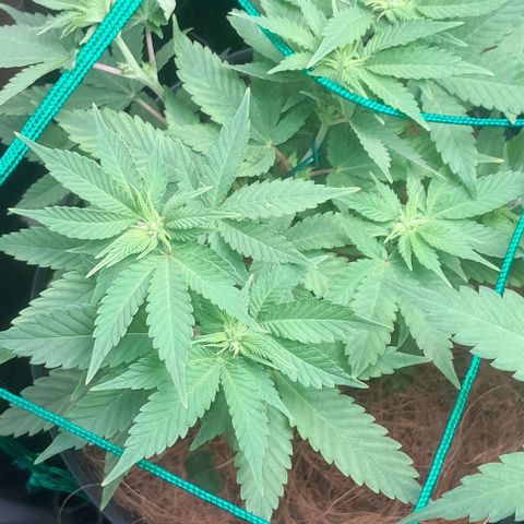 Sugar Bomb Punch® growlog timeline photo