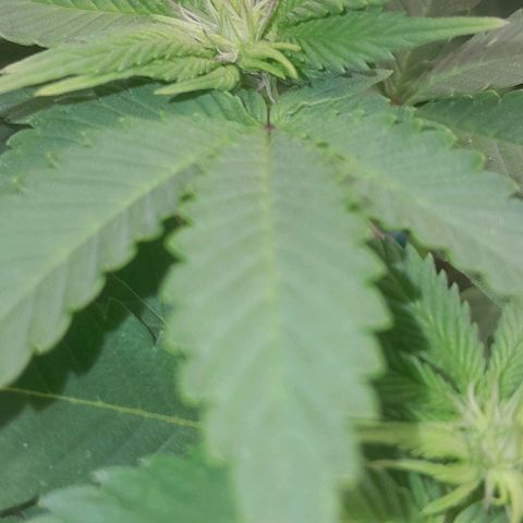 Sugar Bomb Punch® growlog timeline photo