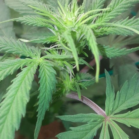 Amnésia Haze Fotoperiodo growlog timeline photo
