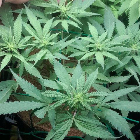 Amnésia Haze Fotoperiodo growlog timeline photo