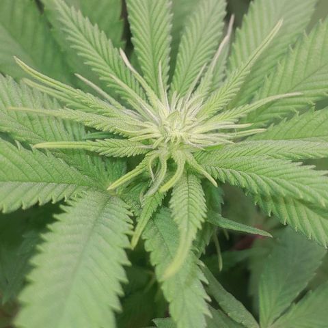 HulkBerry Fotoperíodo growlog timeline photo