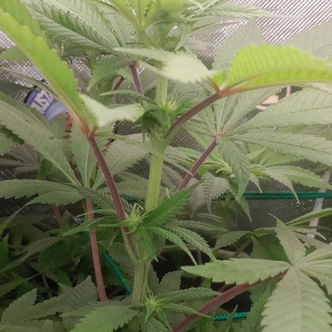 HulkBerry Fotoperíodo growlog timeline photo