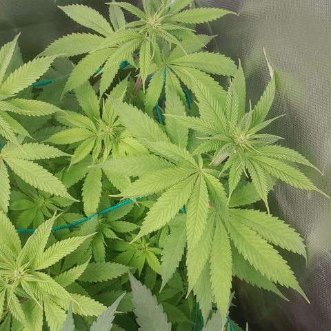 Blue Moby Fotoperíodo growlog timeline photo