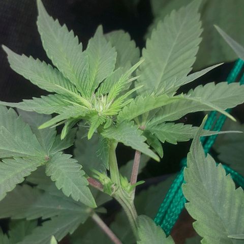 Sugar Bomb Punch® growlog timeline photo