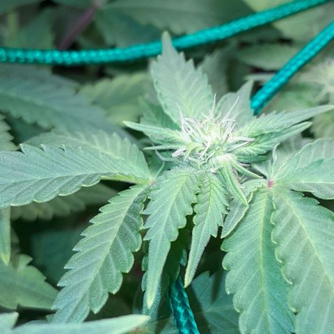 Sugar Bomb Punch® growlog timeline photo