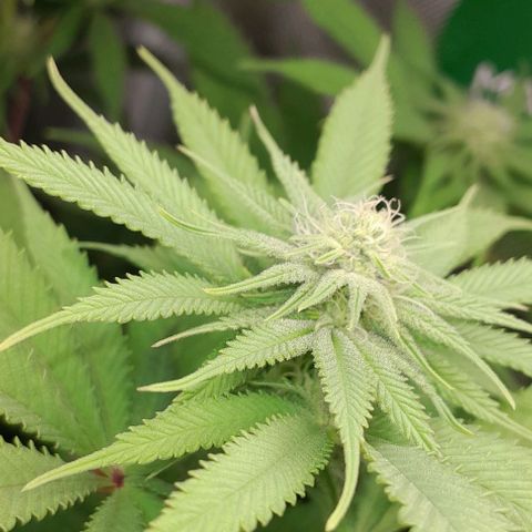 HulkBerry Fotoperíodo growlog timeline photo