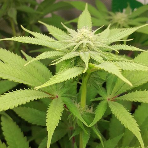 HulkBerry Fotoperíodo growlog timeline photo