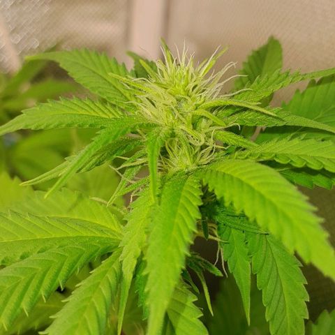 Blue Moby Fotoperíodo growlog timeline photo