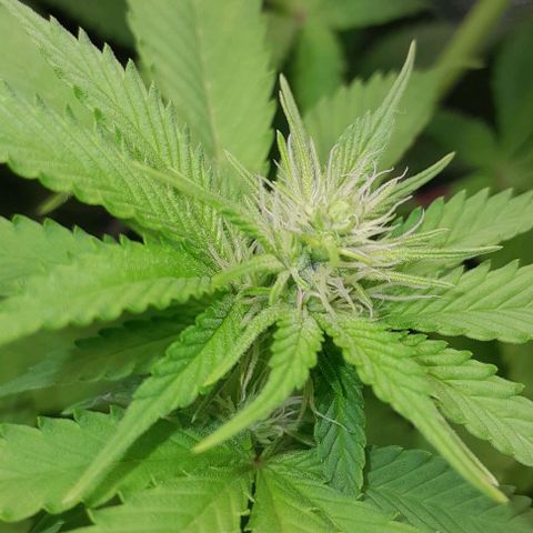 Blue Moby Fotoperíodo growlog timeline photo
