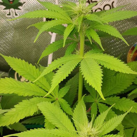 Blue Moby Fotoperíodo growlog timeline photo