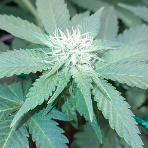 Sugar Bomb Punch® growlog timeline photo