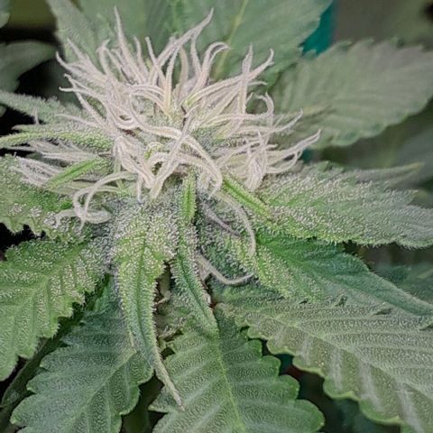 Sugar Bomb Punch® growlog timeline photo