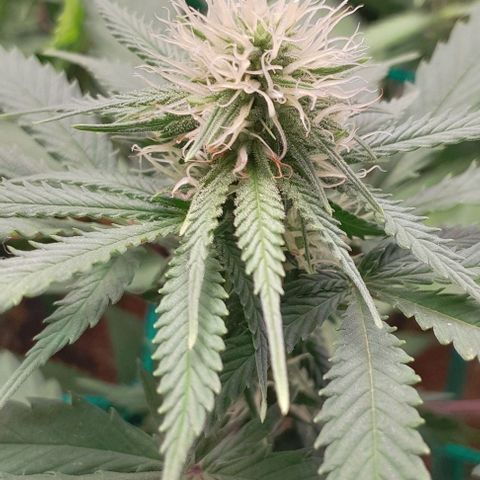 Amnésia Haze Fotoperiodo growlog timeline photo