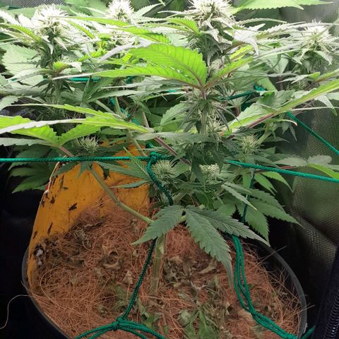 Amnésia Haze Fotoperiodo growlog timeline photo