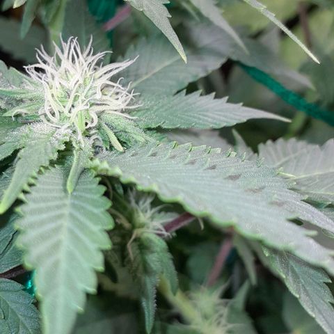 Sugar Bomb Punch® growlog timeline photo