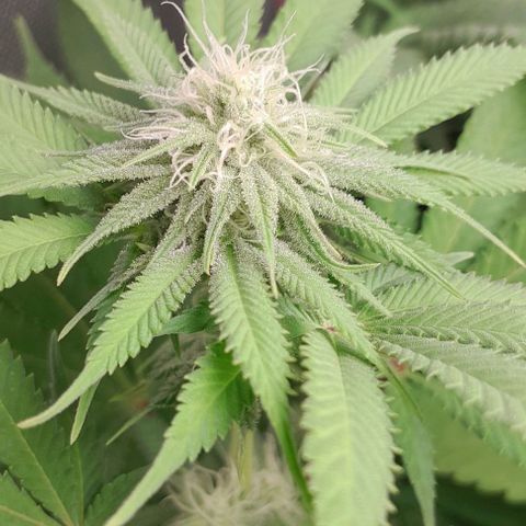 HulkBerry Fotoperíodo growlog timeline photo