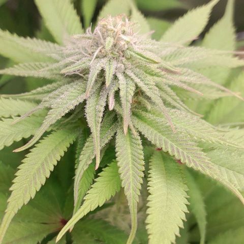 HulkBerry Fotoperíodo growlog timeline photo