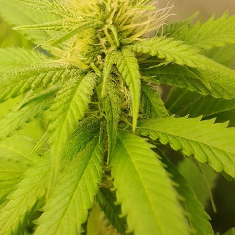 Blue Moby Fotoperíodo growlog timeline photo