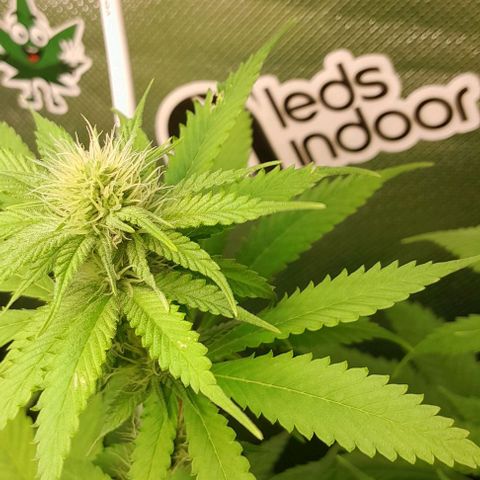 Blue Moby Fotoperíodo growlog timeline photo