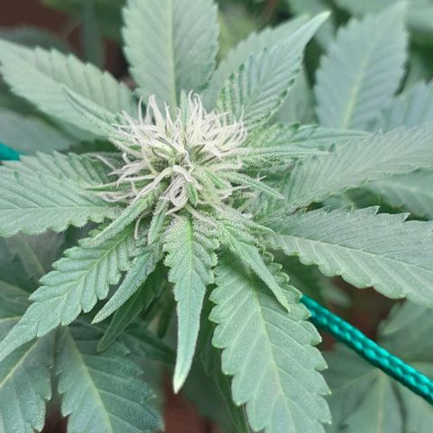 Sugar Bomb Punch® growlog timeline photo