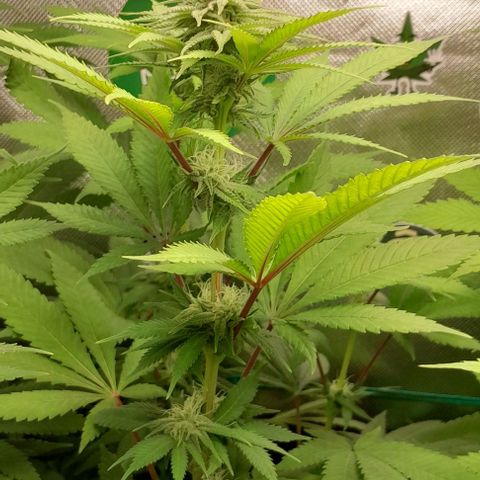 HulkBerry Fotoperíodo growlog timeline photo