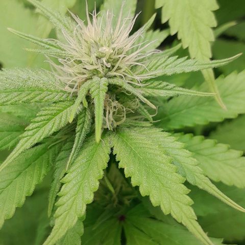 Blue Moby Fotoperíodo growlog timeline photo