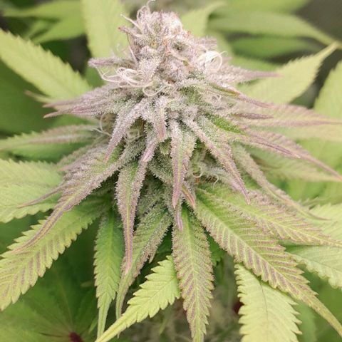 HulkBerry Fotoperíodo growlog timeline photo