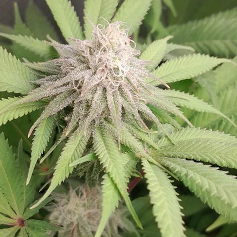 HulkBerry Fotoperíodo growlog timeline photo