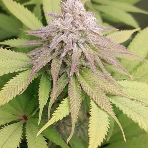 HulkBerry Fotoperíodo growlog timeline photo
