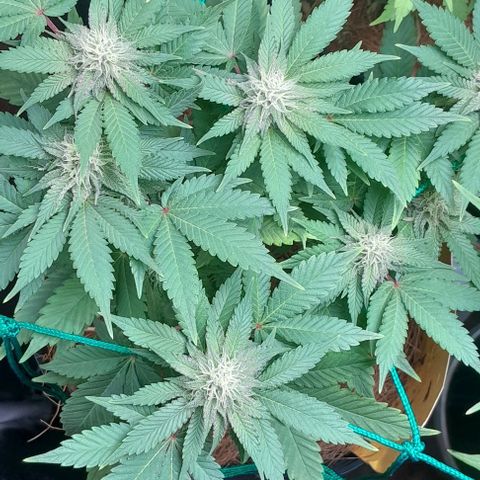 Sugar Bomb Punch® growlog timeline photo