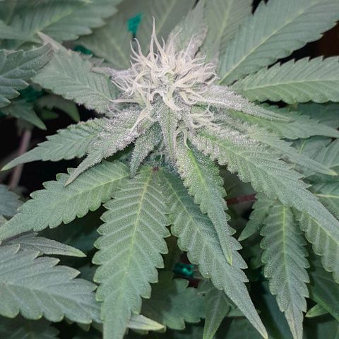 Sugar Bomb Punch® growlog timeline photo